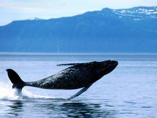 Breaching, humpback whale