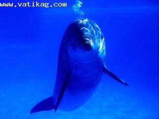 Bright idea, bottlenose dolphin