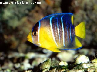 Caribbean blue angelfish, gulf of mexico