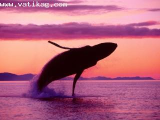 Crimson flight, humpback whale, alaska