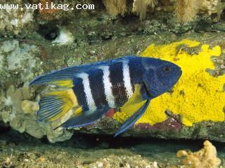 Eastern blue devil, australia