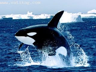 Emerging, killer whale