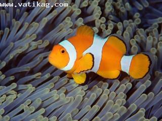 False clown anemonefish, bali, indonesia