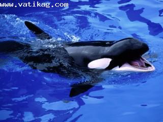 Feed me , killer whale