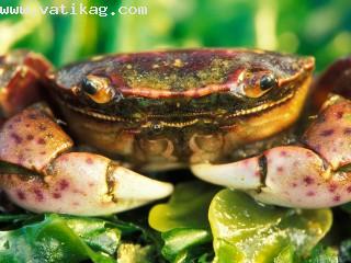 Feeling crabby 