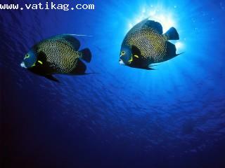 French angelfish