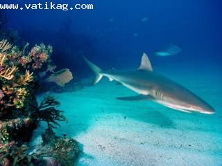 Gray reef sharks