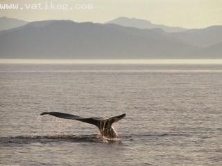 Humpback whale tail, alaska