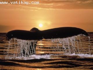 Humpback whale tail