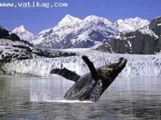 Humpback whale, alaska