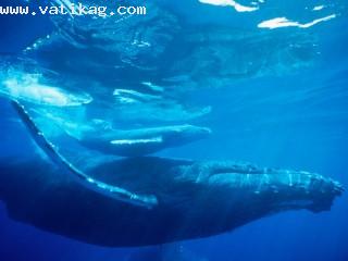 Humpback whale, hawaii