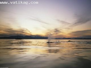 Humpback whales, alaska