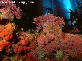 Kelp forest, san miguel island, channel islands