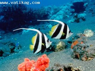 Long fin bannerfish, indonesia