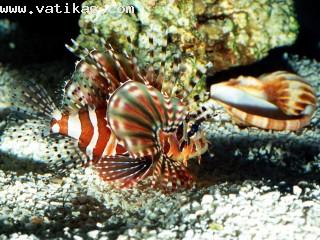 On patrol, lionfish