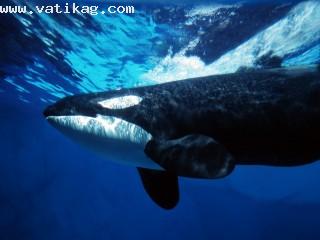 Orca whale underwater