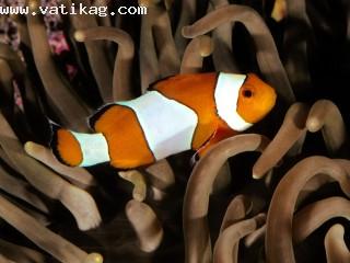 Percula clownfish, indo pacific