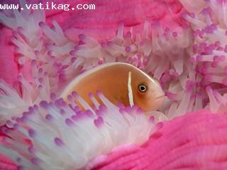 Pink anemonefish