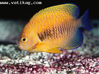 Potter s angelfish