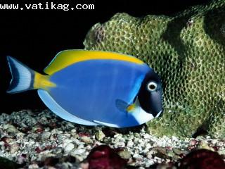 Powder blue tang