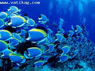 Powder blue tangs