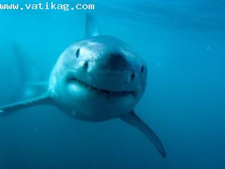 Predator, great white shark