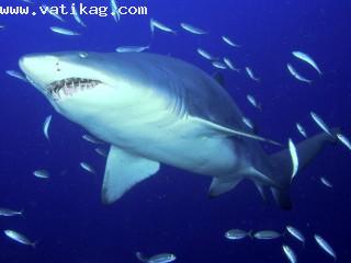 Predator, sand tiger shark