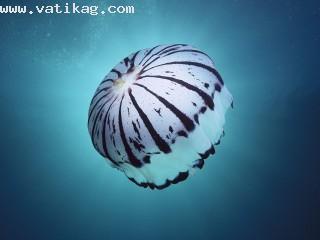 Purple striped jellyfish, southern california