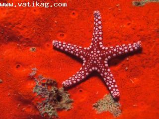 Red starfish