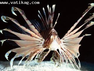 Red volitans lionfish, indo pacific