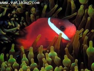 Red and black anemonefish