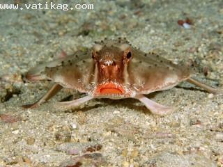 Red lipped batfish, cocos island, costa rica