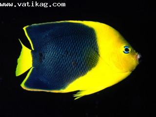 Rock beauty angelfish, indo pacific