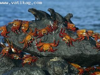 Sally lightfoot crabs and marine iguanas