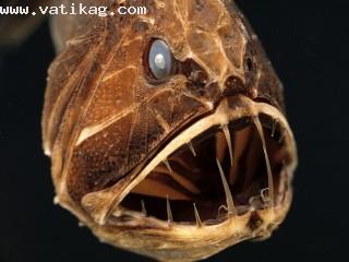 Savage of the deep, fangtooth, eastern pacific ocean