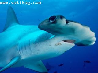 Scalloped hammerhead