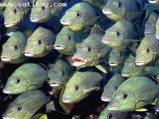 School of bluestriped grunt