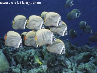 School of collared butterflyfish, thailand