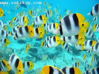 School of tropical fish, tahiti