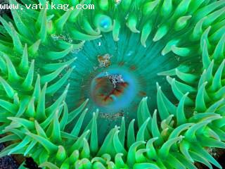 Sea anemone