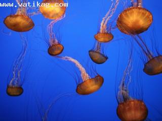 Sea nettles, monterey bay aquarium, california