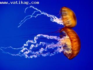 Sea nettles