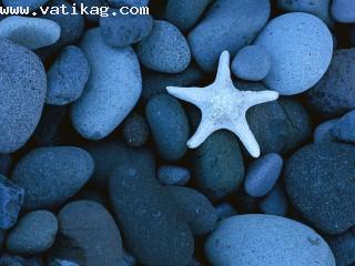 Sea star on a rocky beach, baja california, mexico