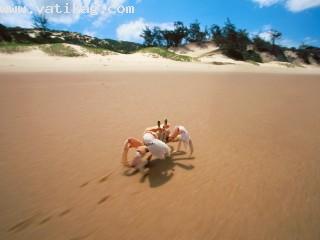 Sidesteppin , crab, bazaruto, mozambique