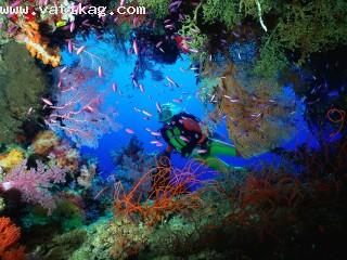 Soft coral embellished cave, fiji