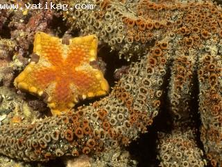 Southern biscuit star, edithburgh jetty, south australia