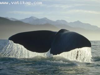 Sperm whale