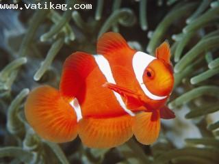 Spine cheek anemonefish, papua new guinea