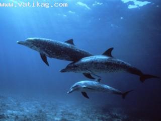 Spotted dolphins, bahamas