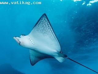 Spotted eagle ray